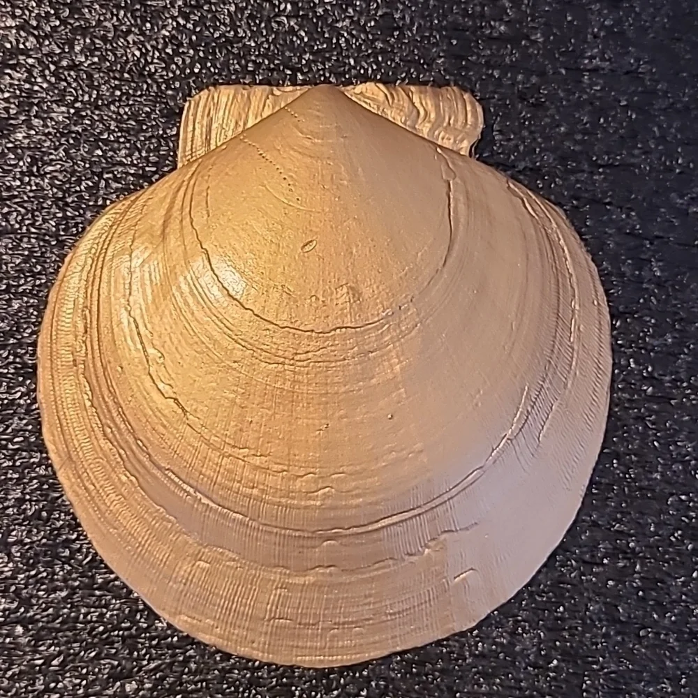 Turtle TRINKET SHELL (Handcrafted)